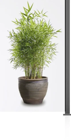 Ambiente Glaszaun Erweiterungsset Klarglas 187 x 107,2 cm grau