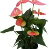 Anthurium Flamingoblume Royal Pink 14 cm Topf