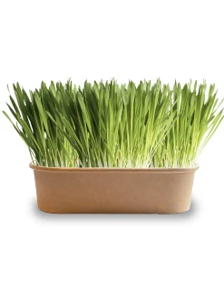 Baza Seeds Pet Buffet Gourmet Gras für Kaninchen