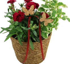 Bepflanzte Arrangements zu Muttertag Korb