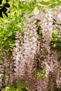 Blauregen Wisteria Rosea H ca 40 cm 2l Eckcontainer