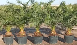 Dattelpalme Phoenix canariensis 50 cm Topf