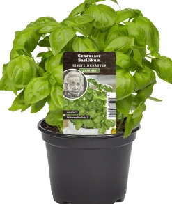 Einsteinkräuter Basilikum Genovese 12 cm Topf
