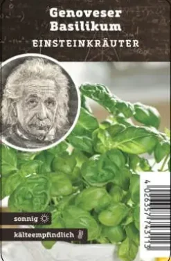Einsteinkräuter Basilikum Genovese 12 cm Topf