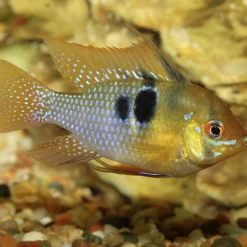 JBL Fischfutter Pronovo Cichlid Grano S Fischfuttergranulat 250 ml
