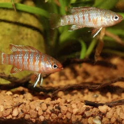JBL Fischfutter Pronovo Cichlid Grano S Fischfuttergranulat 250 ml