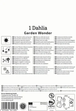 Kiepenkerl Frühjahrsblumenzwiebel Dekorative Dahlie Garden Wonder1 Stück