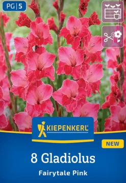 Kiepenkerl Frühjahrsblumenzwiebel Gladiole Fairytale Pink 8 Stück