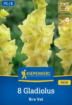 Kiepenkerl Frühjahrsblumenzwiebel Gladiole Bra Val 8 Stück