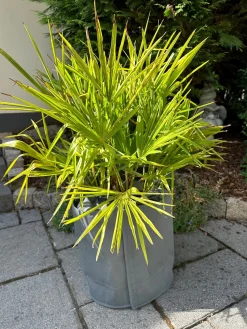 Kältetopfschutz Ø 50 cm x H. 70 cm grau