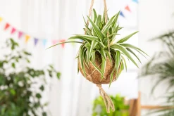 Kokodama Chlorophytum Grünlilie 20 cm 15 cm Topf