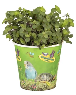 Kriechendes Schönpolster Callisia H 17 cm 12 cm Topf