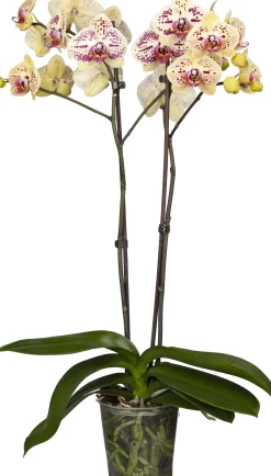 Orchidee Phalaenopsis 2 Trieber 55 cm hoch, im 12 cm Topf