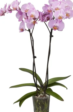 Orchidee Phalaenopsis 2 Trieber 55 cm hoch, im 12 cm Topf
