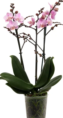 Orchidee Phalaenopsis Multiflora 50 cm hoch, 12 cm Topf