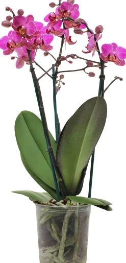 Orchidee Phalaenopsis Multiflora 50 cm hoch, 12 cm Topf