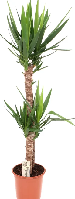 Palmlilie Yucca H 130 cm 24 cm Topf