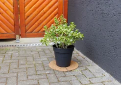 TrendLine Kokosscheibe Ø 37 cm