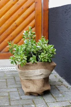 TrendLine Winterschutz für Pflanzen Kokosschutz-Matte 0,5 x 1,5 m