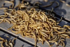 Wildvogelfutter getrocknete Mehlwürmer 900 g Eimer