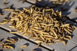 Wildvogelfutter Kalziumwürmer 600 g