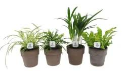 Zimmerpflanzen-Set im 12 cm Terracottatopf mit Goldfruchtpalme, Farn, Grünlilie & Streifenfarn