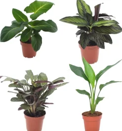 Zimmerpflanzen-Set im 12 cm Topf mit Adelonema, Korbmarante, Gebetspflanze & Baumstrelitzie