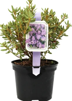 Zwergrhododendron H 15- 20 cm 2 L Container